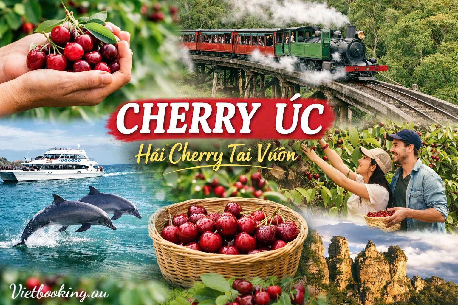 Việt booking - VietBooking - Vbooking - Cherry Úc – Trải Nghiệm Thú Vị Hái Cherry Tươi Ngay Tại Vườn