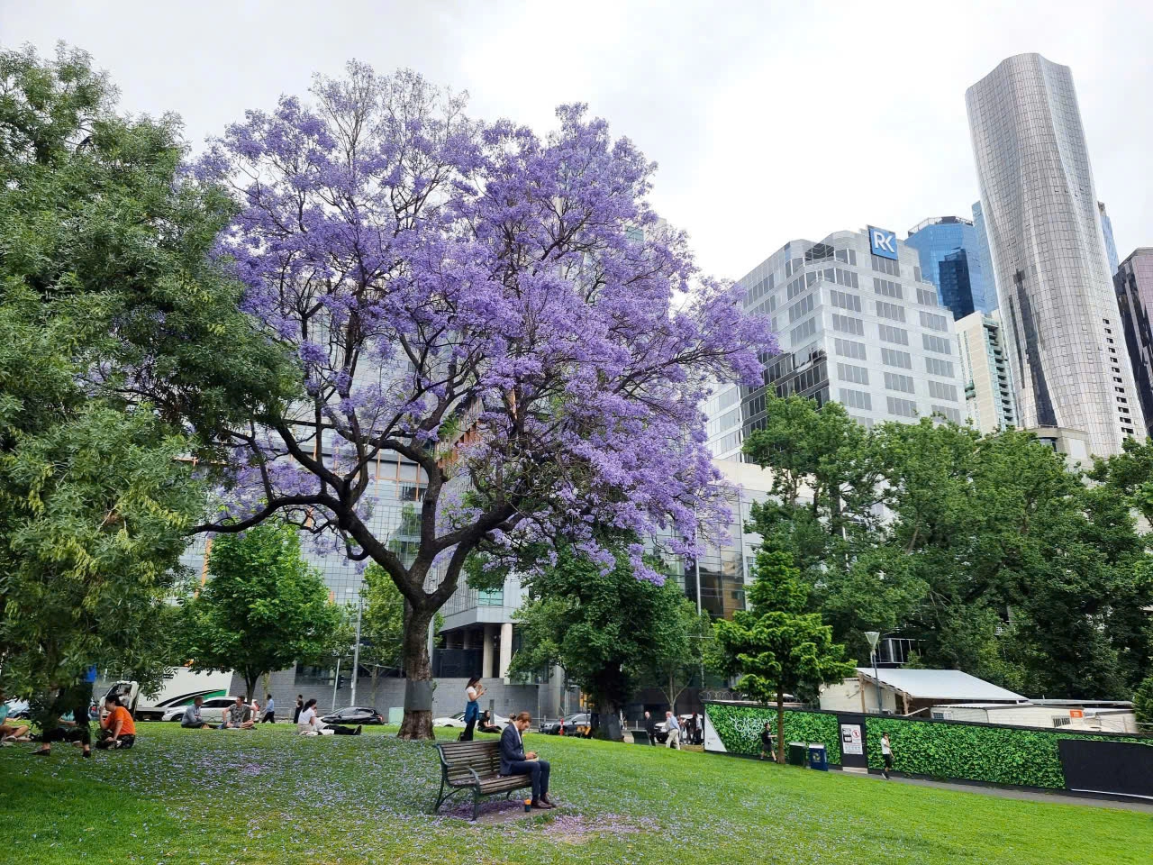 Phượng Tím Melbourne – Mùa Hoa Đến Muộn Nhưng Đẹp Nao Lòng