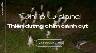Thiên đường chim cánh cụt tại Phillip Island