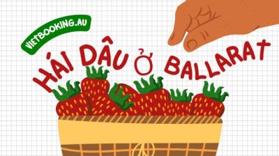 Hái Dâu ở Ballarat – Khám phá hương vị ngọt ngào của thiên nhiên