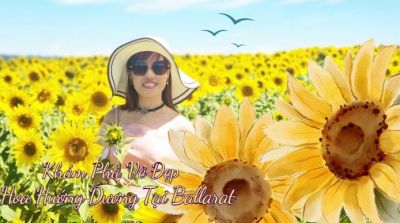 Khám Phá Vẻ Đẹp Hoa Hướng Dương Tại Ballarat