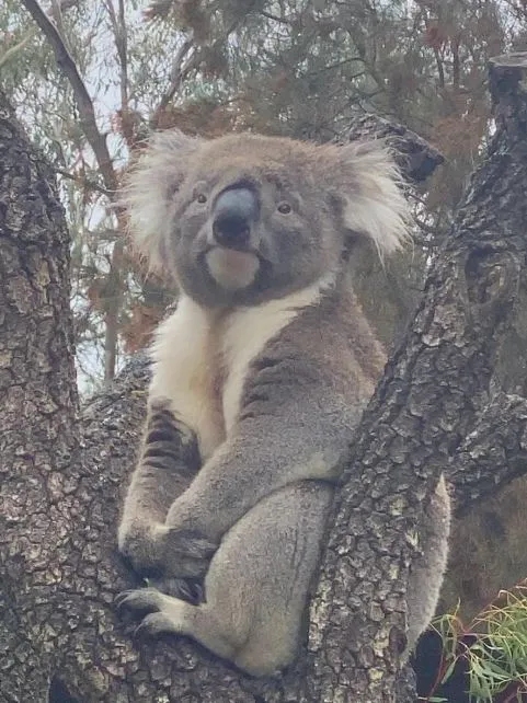koala-481x642.webp (65 KB)