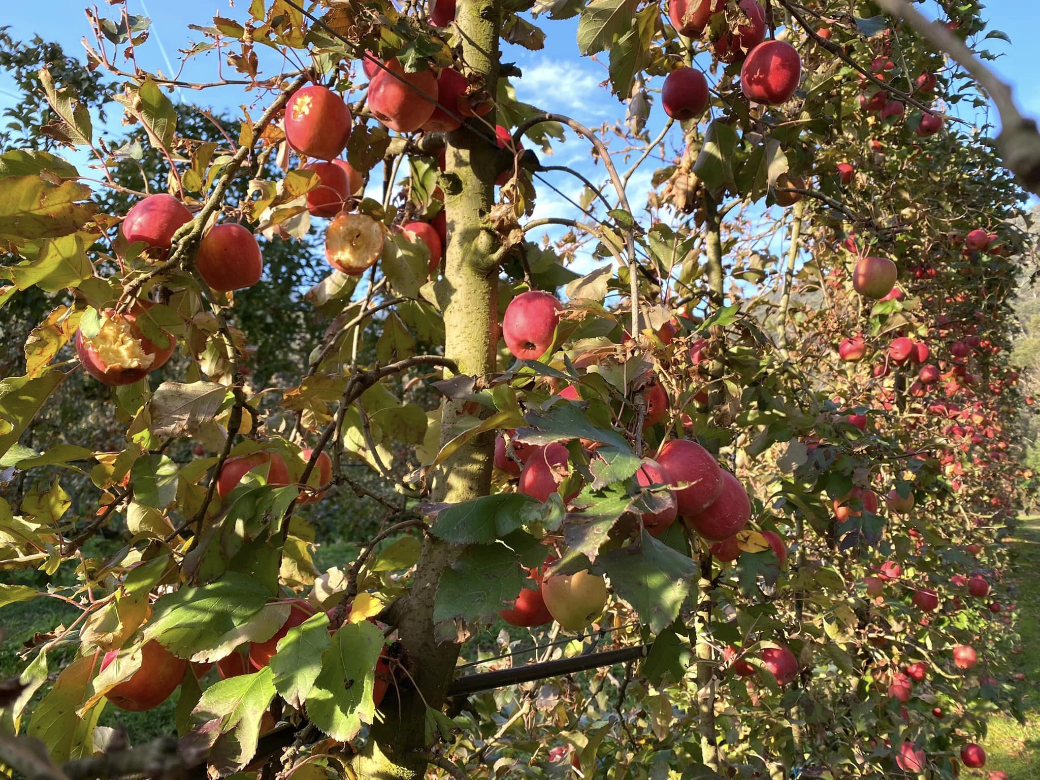 Bright m&ugrave;a thu