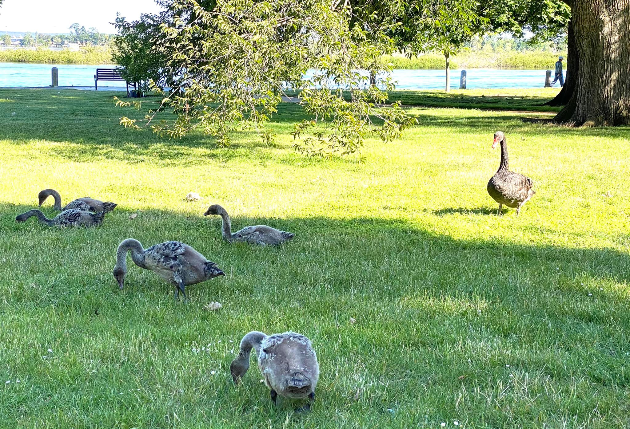 TP.Ballarat v&agrave; hồ thi&ecirc;n nga