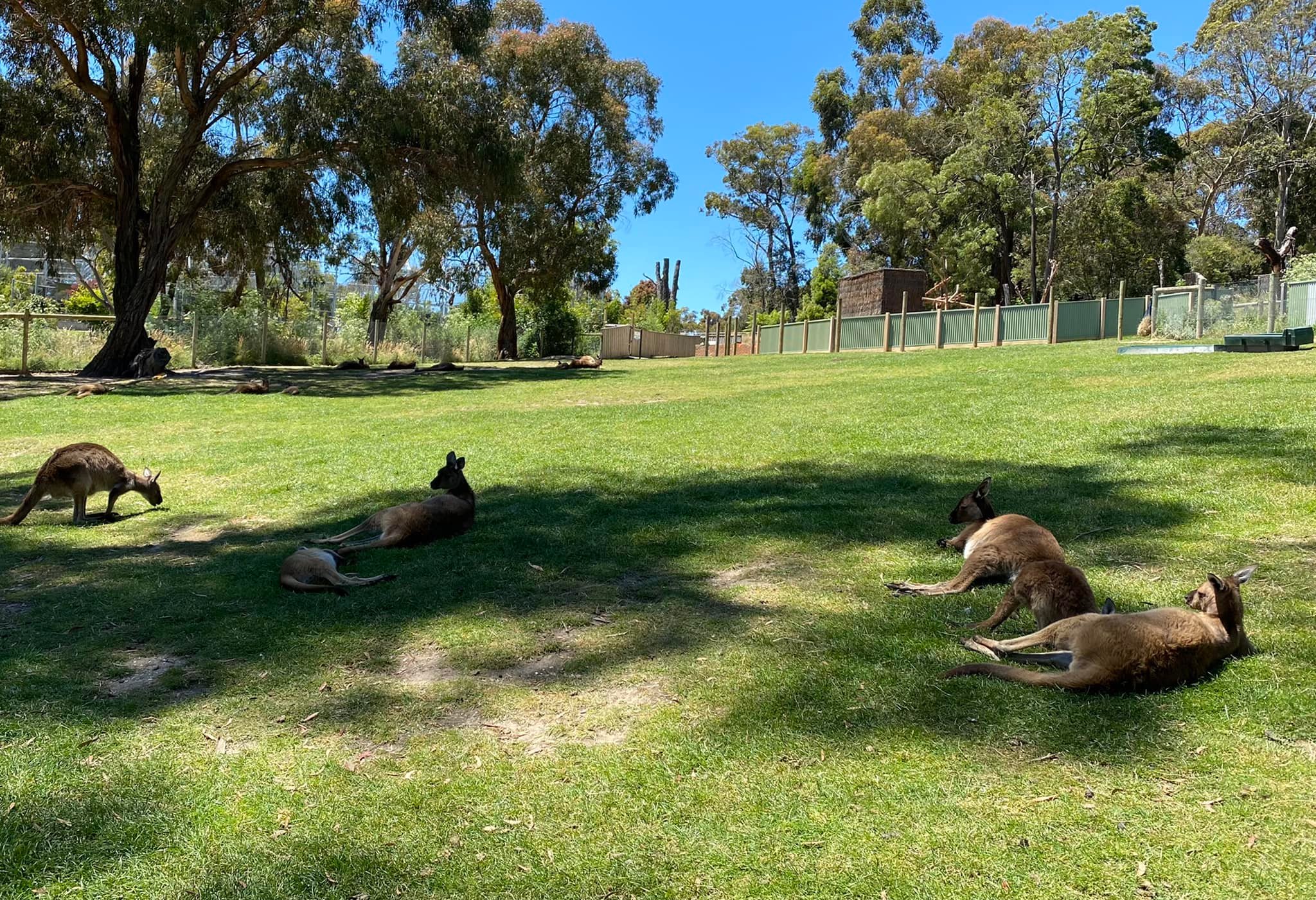 Vườn th&uacute; hoang d&atilde; Ballarat