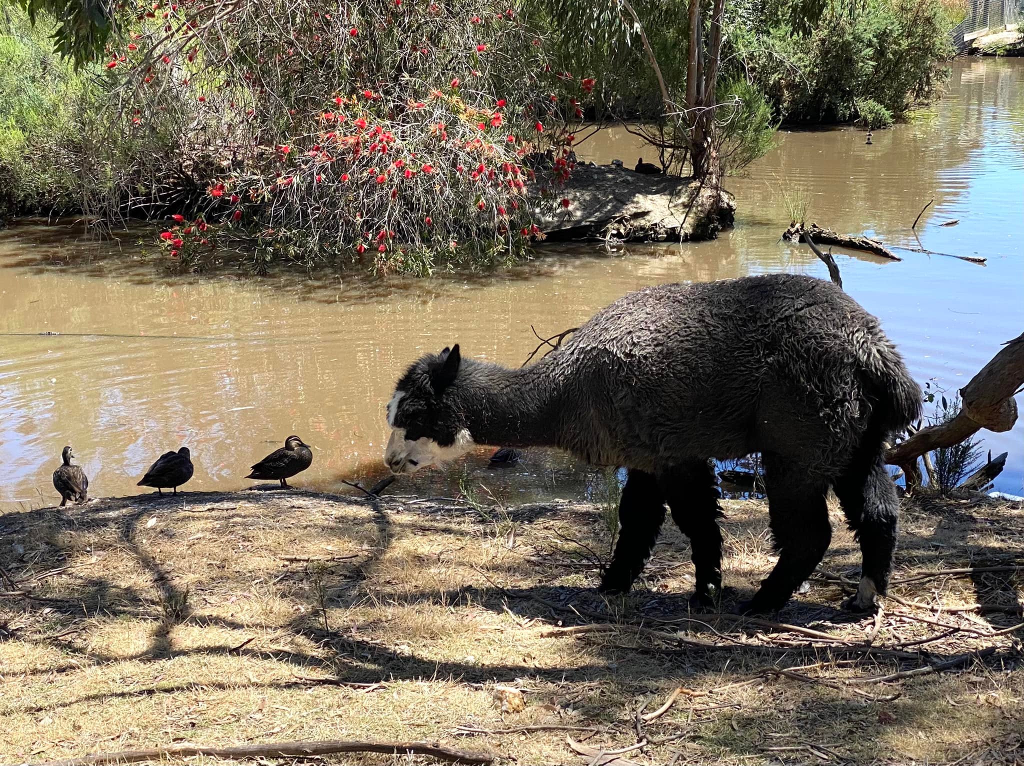 Vườn th&uacute; hoang d&atilde; Ballarat