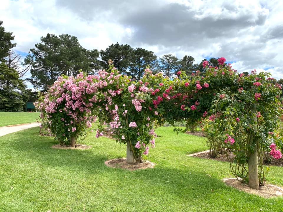 Vườn hồng Werribee