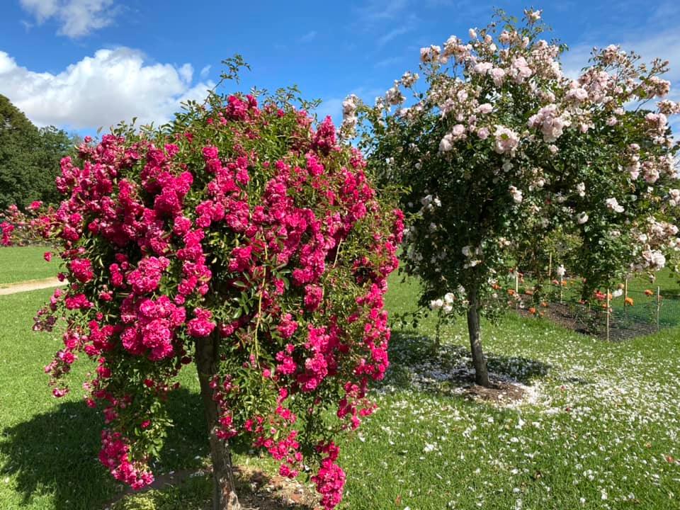 Vườn hồng Werribee