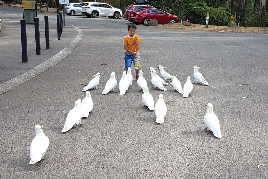 item image 248 album của tour Nông trang Yarra valley và tàu cổ Puffing Billing