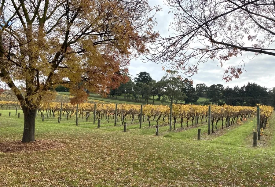 item image 250 album của tour Nông trang Yarra valley và tàu cổ Puffing Billing