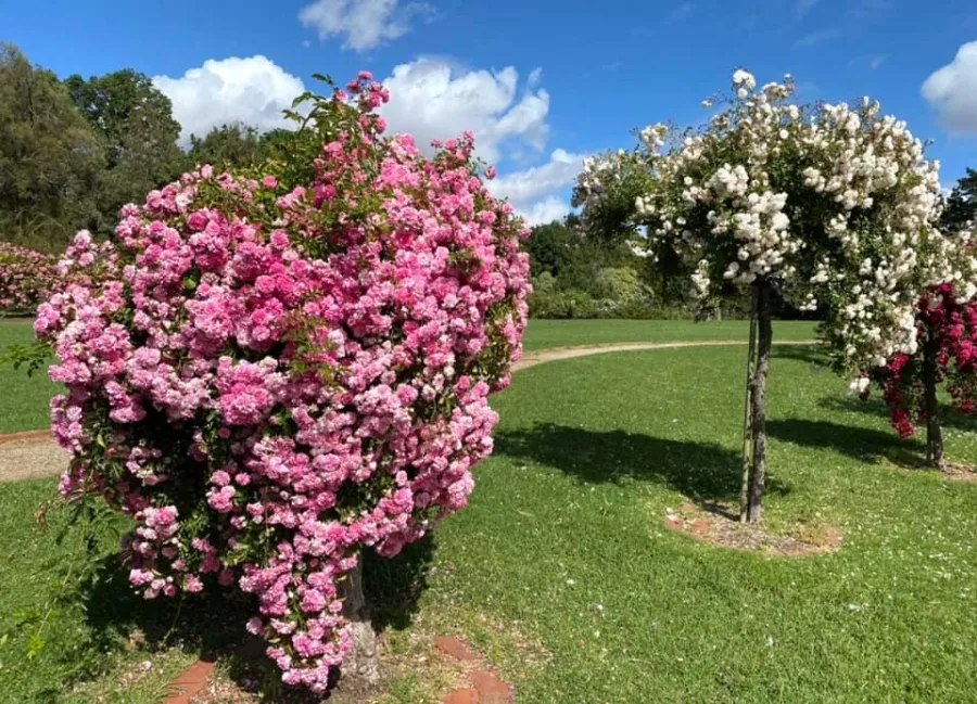 item image 281 album của tour Du ngoạn Vịnh Port Phillip - Ngắm cá heo