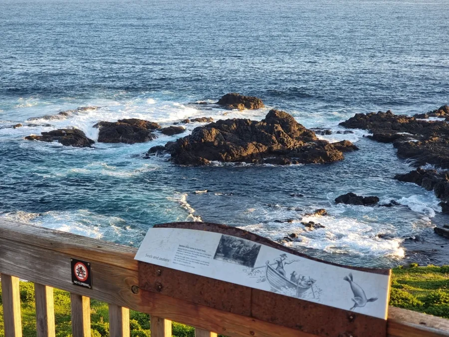 item image 500 album của tour Đảo Phillip - chim cánh cụt - Hải cẩu