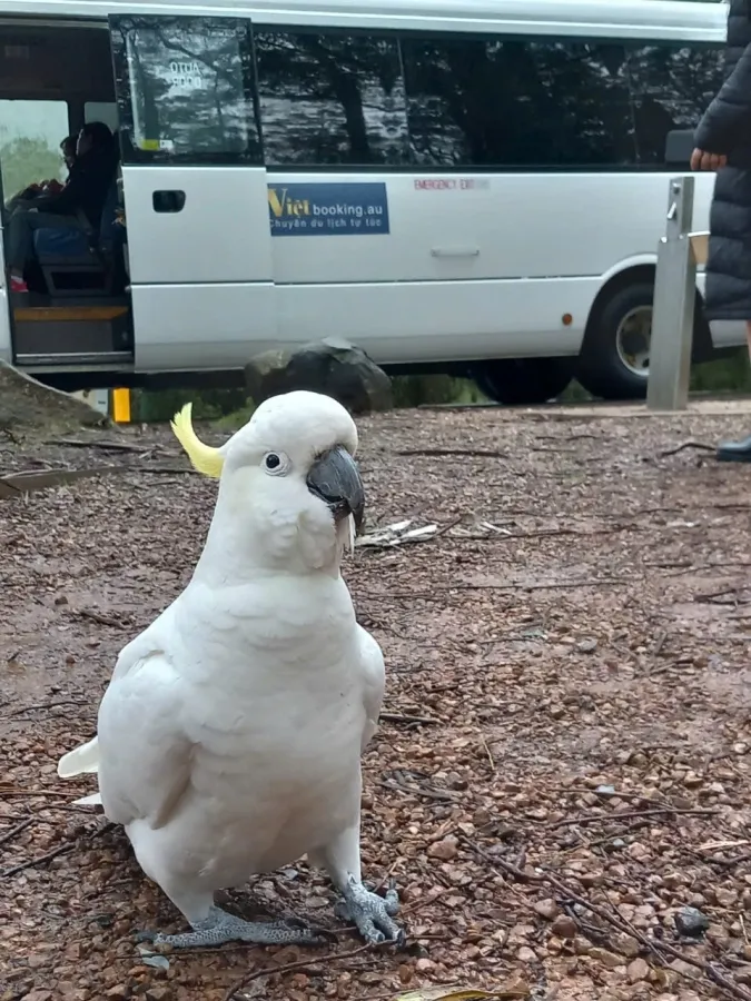 item image 443 album của tour Nông trang Yarra valley và tàu cổ Puffing Billing