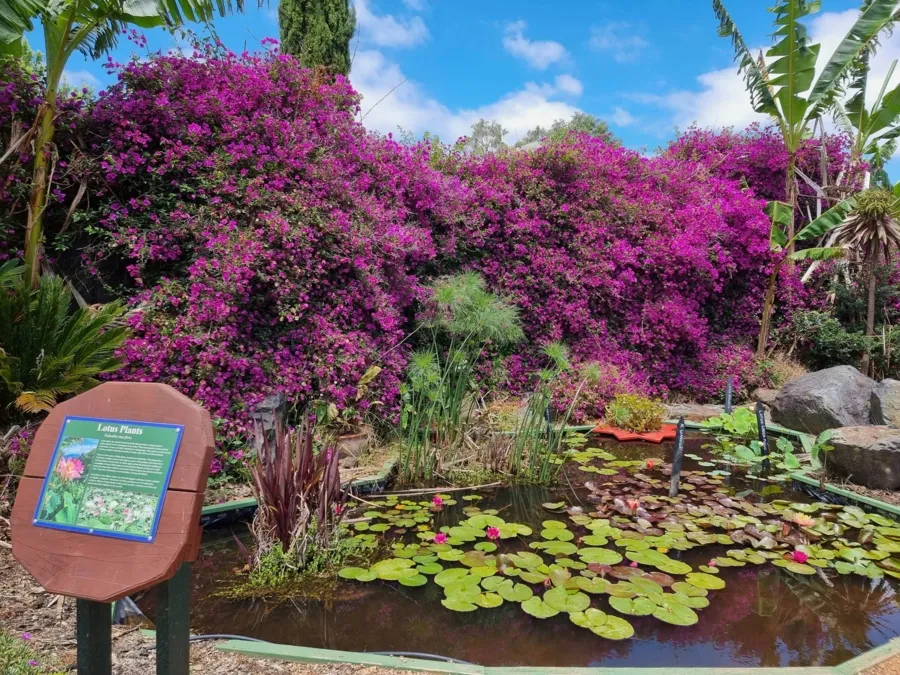 item image 564 album của tour du lịch tự túc Melbourne - Trải nghiệm câu cá