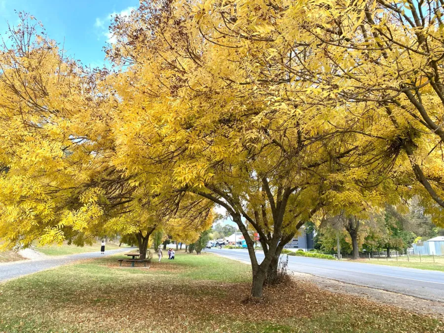 item image 571 album của tour Việt booking - VietBooking - Vbooking - Lá thu thị trấn Bright