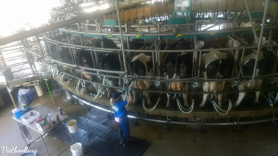 item image 630 album của tour Đảo Phillip - chim cánh cụt - Hải cẩu