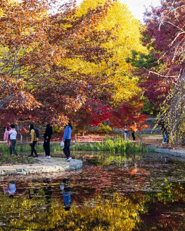 item image 651 album của tour Lá mùa thu Mayfield