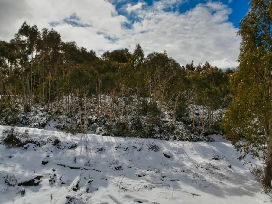 item image 731 album của tour Rừng tuyết Canberra