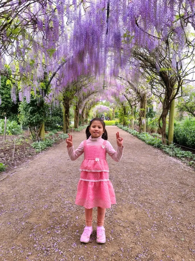 item image 812 album của tour Cherry farm và hoa Lavender