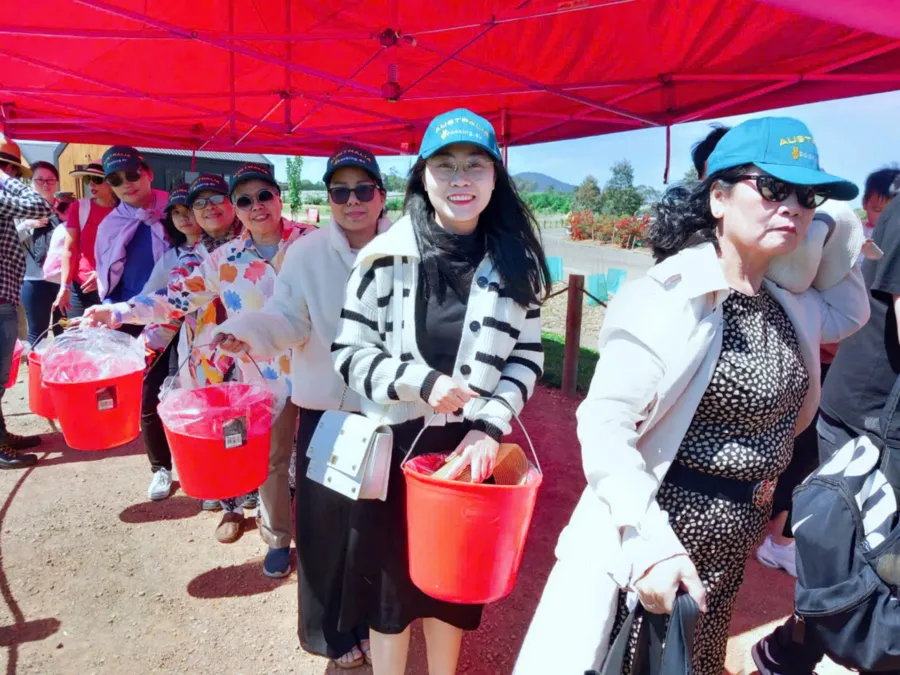 item image 810 album của tour Cherry farm và hoa Lavender