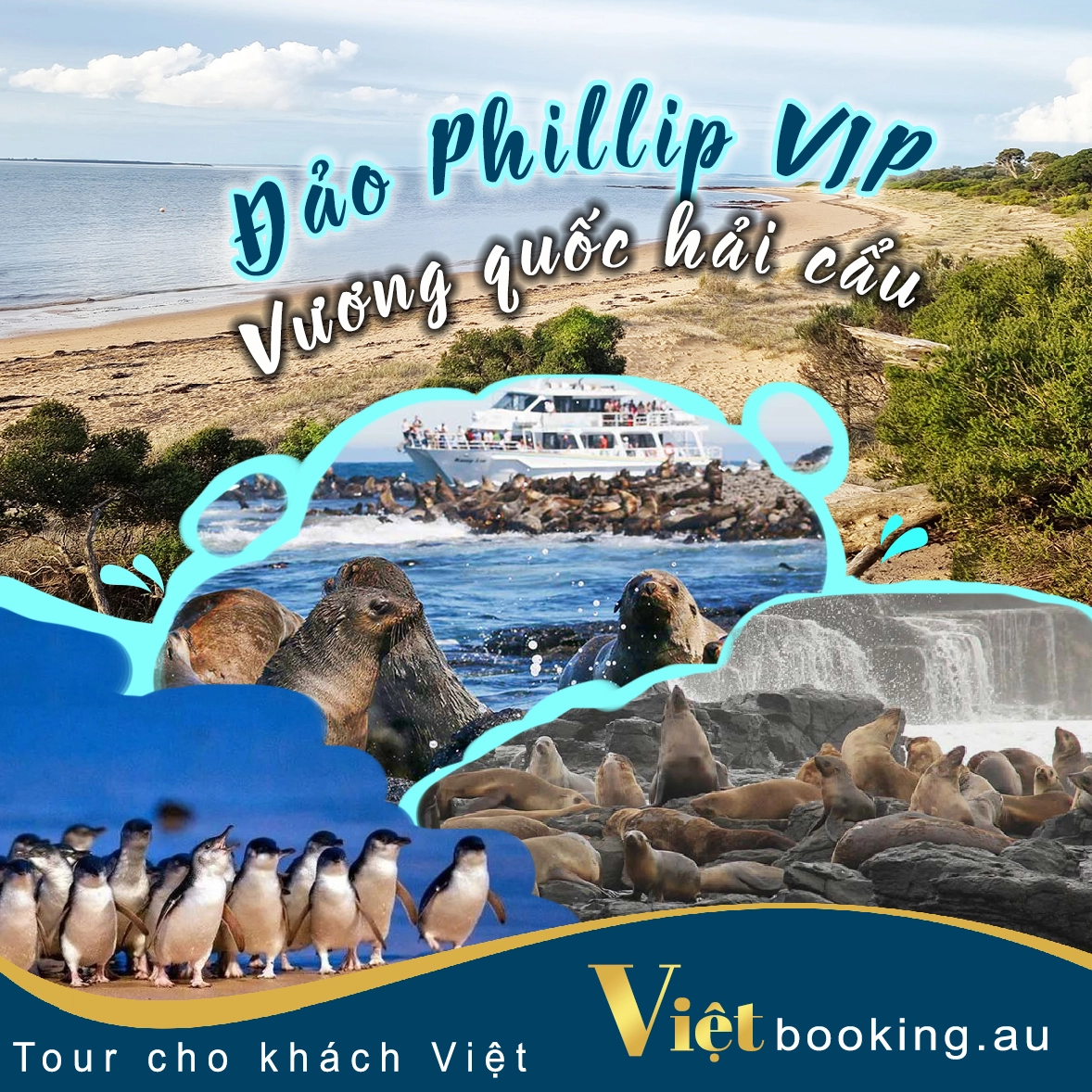 Đảo Phillip tour VIP- Vương quốc hải cẩu